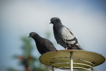 Two pigeons on a lantern
