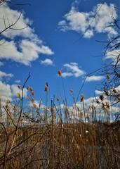 Obraz premium Cat Tails in the Wind