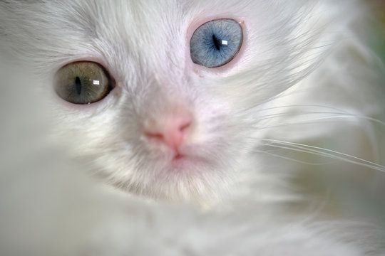kitten Turkish angora with heterochromia close up