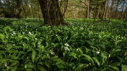 Wild Garlic Flowers In a Scottish Forest