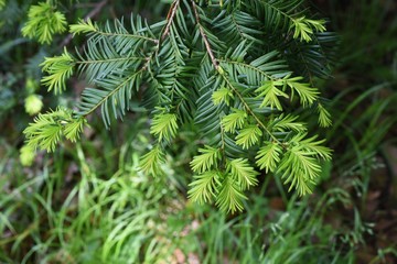 Taxus cuspidata (Japanese yew) / Taxaceae evergreen coniferous tree
