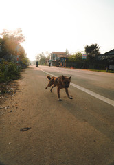 wild dog running down the road 