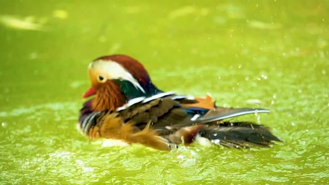 mallard duck playing in the lake