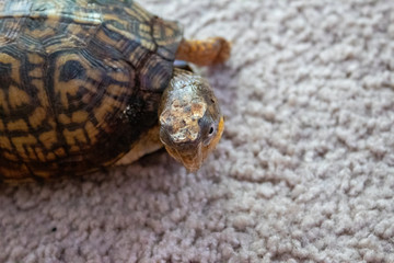 turtle crawling