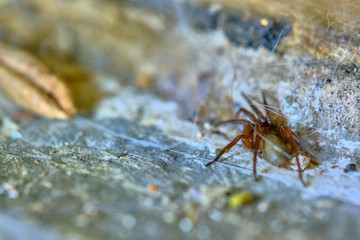 spider under the carpet macro