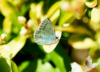 A beautiful Holly Blue (Celastrina argiolus) butterfly feeding on a leaf.