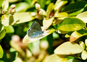 A beautiful Holly Blue (Celastrina argiolus) butterfly feeding on a leaf.