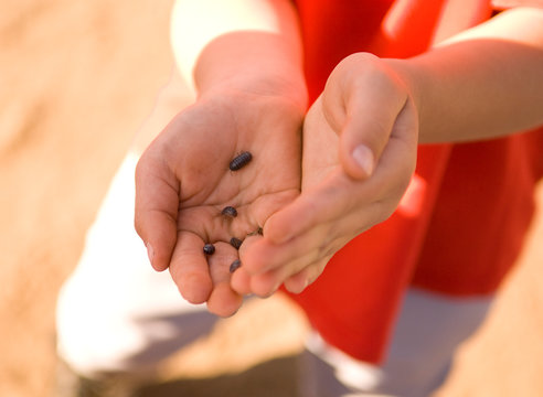 close up of young boys hands holding several pill bugs