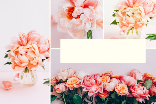 Beautiful summer collage made from photos with peonies and roses. Fresh bunch of pink peonies and roses on pink background. Card Concept, pastel colors, copy space