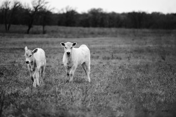 Charolais calves close up from rural Texas field in black and white, copy space on background. © ccestep8