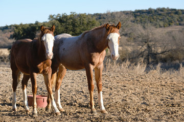 Two young bald face horses, red roan color on rural Texas horse farm.