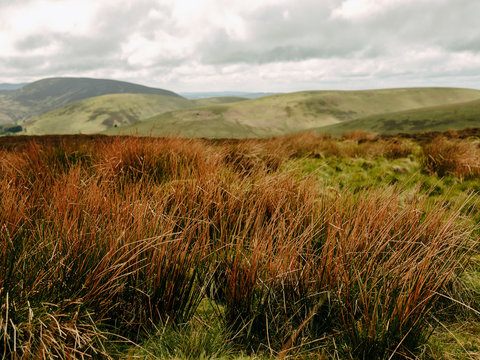 Grass amoung rolling hills in Scottish countryside
