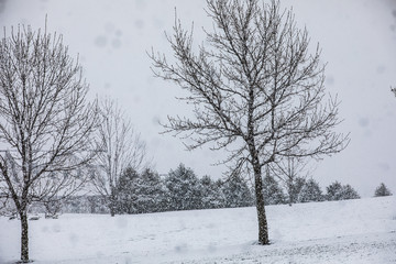 Fototapeta na wymiar snowy trees