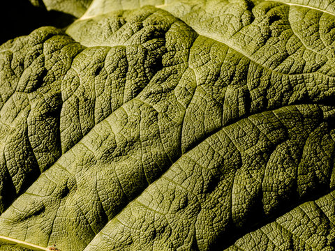 Detail shot of a Gunnera Manicata leaf