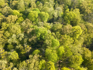 Naklejka premium Aerial drone view. Deciduous forest in spring on a sunny day.