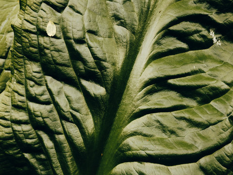 Close up detail shot of skunk cabbage leaf