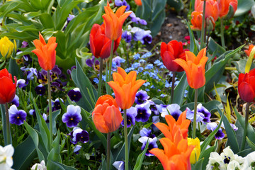Bunte Blumenwiese mit Tulpen, Stiefm&uuml;tterchen, Narzissen, G&auml;nsebl&uuml;mchen und Vergissmeinnicht im Botanischen Garten in G&uuml;tersloh, NRW
