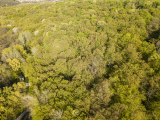 Obraz premium Aerial drone view. Deciduous forest in spring on a sunny day.