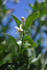 Obraz premium Citrus Bloom