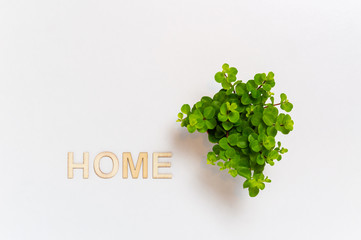 Word Home made with wooden letters and small green house plant on white background. Stay home concept