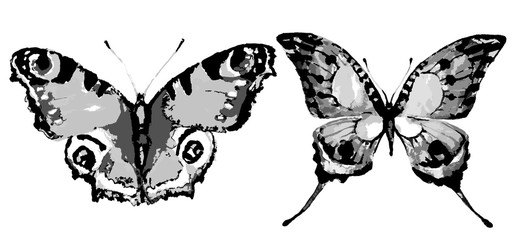 butterfly570