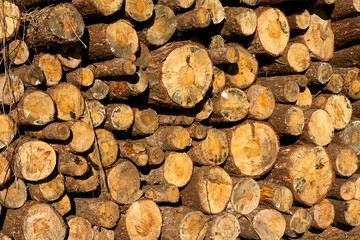Piled up wooden logs