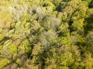 Aerial drone view. Deciduous forest in spring on a sunny day.