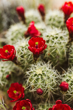 claret cup cactus blooming red flowers in the deserts of western US