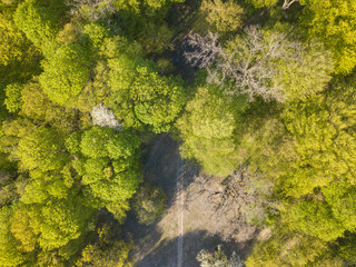 Fototapeta premium A dirt path through a clearing in a deciduous forest on a spring day. Aerial drone view.