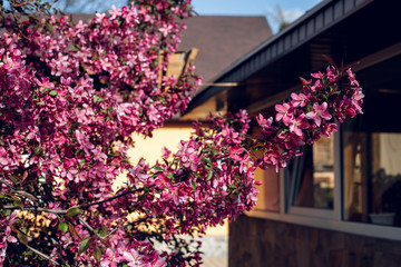Decorative apple tree. Blooming in pink. Pink pearls.