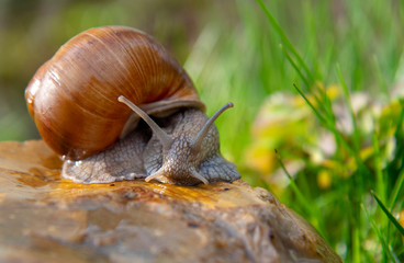 Grape snail on a stone on a blurred background, illuminated by the sun.