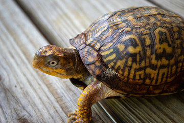 close up of a small turtle