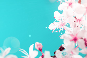 April floral nature. Spring blossom and may flowers on blue. For banner, branches of blossoming cherry against background. Dreamy romantic image, landscape panorama, copy space.