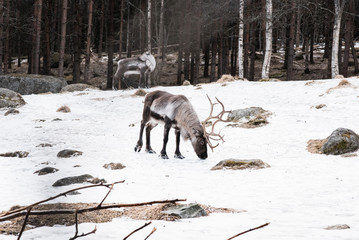 wild reindeer walking in the snow in winter in Sweden
