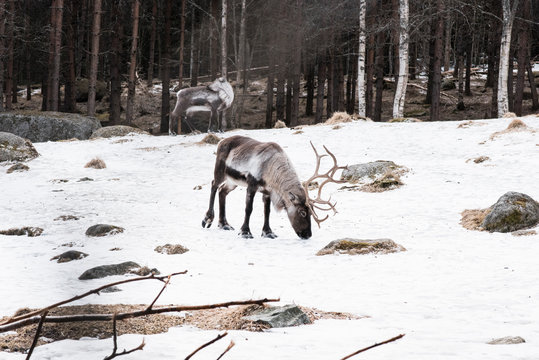 wild reindeer walking in the snow in winter in Sweden