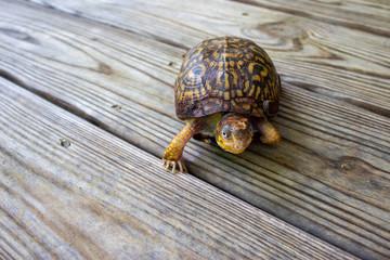 turtle on a wooden background