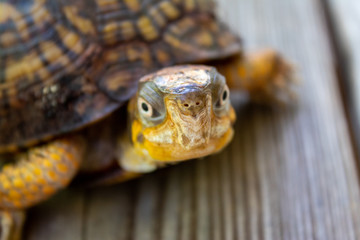 close up of a turtle