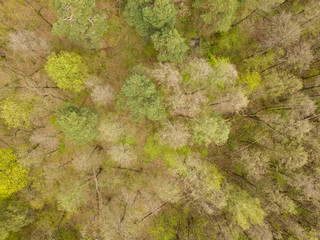 Coniferous forest in the spring. Aerial drone view.