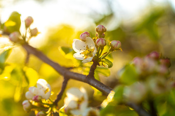 blooming flowers of a blooming pear tree close-up