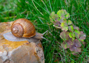Grape snail on a stone on a blurred background, illuminated by the sun.