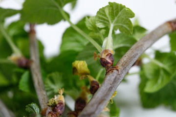 Cuttings of black currant on a white background. Cuttings.