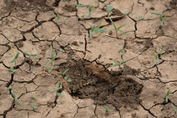 dry soil in the ground