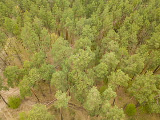 Coniferous forest in the spring. Aerial drone view.