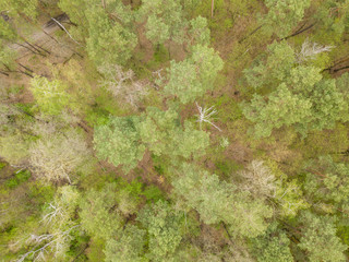 Coniferous forest in the spring. Aerial drone view.