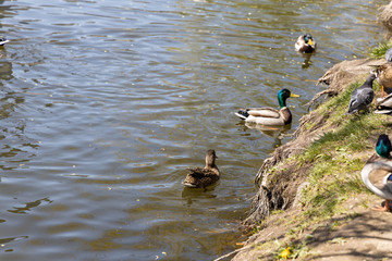 Ducks on the lake in the park in sunny weather.