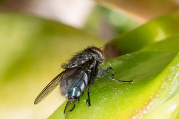 Common house fly in habitable environments located in an open  open. With the arrival of spring...