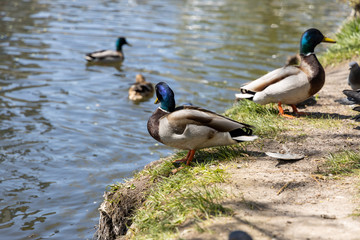 Ducks on the lake in the park in sunny weather.