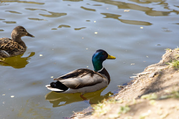 Ducks on the lake in the park in sunny weather.