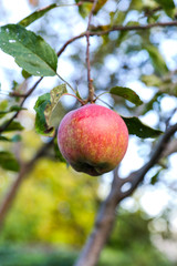 Ripe red apple on apple tree branch in the garden