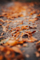 autumn leaves background